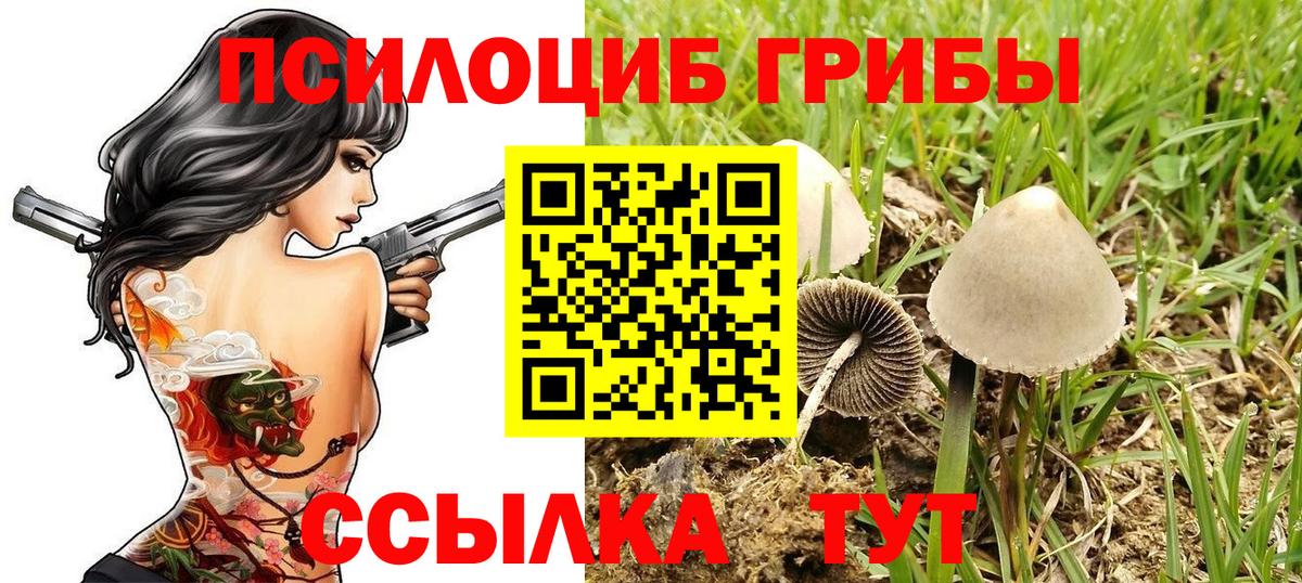 Псилоцибиновые грибы Psilocybine cubensis Партизанск